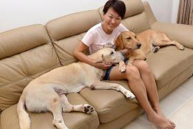 HER &#039;FUR-CHILDREN&#039;: Madam Karen Teng with her adopted ex-K-9 unit sniffer dogs Murphy (pale yellow) and Happy.