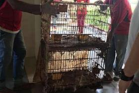 RESCUED: AVA and HDB officers found 39 cats in cages, in poor health, caked in faeces and with cockroaches crawling around them, when they raided the flat in Block 207, Yishun Street 21, on Feb 25. 
