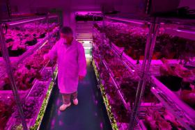 Panasonic’s new indoor soil-based farm, lit with blue and red LED lights, located inside its factory at Jalan Ahmad Ibrahim. 