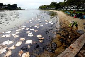 A worker bringing up oil absorbents, which look like large swathes of cotton wool, at Changi Beach. 