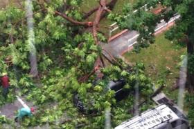 Mr Tan was waiting for his mother and baby son in his car when it was damaged by a fallen tree.