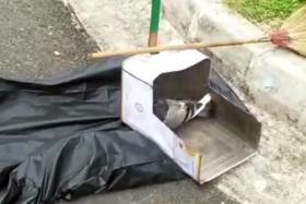 The video posted by Acres showed a contractor kicking a pigeon into a dustpan.