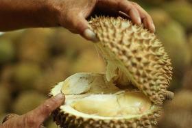 Durian season soon to be in full swing