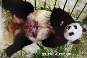 Panda cub, mum will return to exhibit in three months