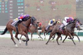 Lucky Jinsha (No. 7) winning his last start on Sept 11. A three-month rest has done him a world of good. He has won both his trials impressively and looks set to continue where he left off last year.