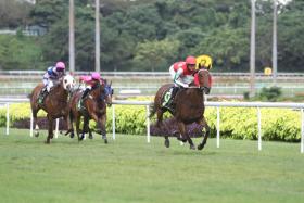 Amazing Breeze blowing his Kranji Stakes B rivals away by seven lengths over 1,600m on Nov 27 last year. He will be racing only in a Class 4 event over 1,400m in the penultimate race at Kranji tomorrow. 