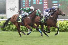 Jockey Danny Beasley squeezing every ounce from Lim’s Kosciuszko (No. 4) to deny new trainer Richard Lim a dream debut with his first runner, Songgong Hera, on Saturday. Songgong Hera lost by just a neck.