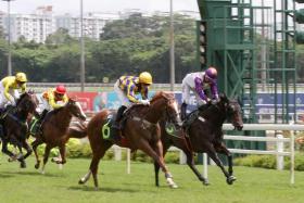 Dancing Tycoon (No. 6) beating Blazing Kid in an Open Maiden contest over the 1,200m on turf on Feb 13. The Stephen Gray-trained galloper has thrived and should complete a back-to-back double in Race 5 tomorrow. 