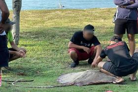 Two men free stingray and rare turtle trapped in large fishing net