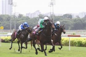 Five-time winner Born To Win looks a treat with only 50kg on his back in tomorrow’s $50,000 Class 4 event over 1,800m on turf in Race 5 at Kranji. 