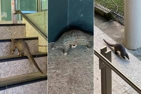 Pangolin spotted at MRT station, commuters tail it to ensure it stays out of harm's way