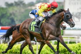 Jockey Ronnie Stewart driving Gold Star past Kranji Mile’s likely favourite Lim’s Kosciuszko (obscured) in his last start on April 30. His mount posted a record-breaking run for the 1,400m on the long course.