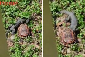 Monitor lizard pokes its head into tortoise shell in Punggol Park