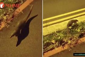 Adorable baby pangolin 'mistakes' man for its father