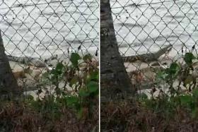 The video shows a crocodile lying still on the beach surrounded by stray dogs before the reptile suddenly chomps on one of the dogs. 