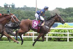 Jockey Danny Beasley shouting with joy after steering the Daniel Meagher-trained and Lim’s Stable-owned Lim’s Lightning to victory in last year’s Lion City Cup classic. The combination look set for a double tomorrow.
