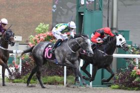 The Ricardo Le Grange-trained Raffie rushing home on the inside to finish a narrow second to the grey Winning Stride on Sept 24. 