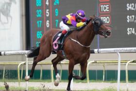 Lucky Jinsha (Zyrul Nor Azman) returning triumphant from a long break on Sept 17 in a Class 1 race. He will be competing against only Class 2 rivals on Saturday with leading jockey Manoel Nunes astride.