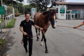 Jockey Mohd Zaki walking one of trainer Shane Baertschiger&#039;s horses. He broke his right forearm in a race fall on July 31. 