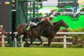 Pacific Bao Bei (inside) will be reunited with his debut-winning jockey Wong Chin Chuen in Race 10 at Kranji on Sunday. A proven stayer in England, the 1,800m will stand the promising four-year-old in good stead. ST PHOTO: SYAMIL SAPARI