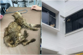 More than 30 cats have been rescued from a rental flat in Pipit Road after the unit caught fire last week. PHOTOS: JO LIN/FACEBOOK
