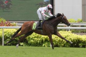 The Mahadi Taib-trained Nimbus Cloud giving Malaysian jockey Krisna Thangamani an armchair all-the-way ride in Saturday&#039;s $75,000 Restricted Maiden race over 1,600m at Kranji. ST PHOTO: SHAHRIYA YAHAYA