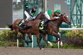 Flying Nemo (Simon Kok) clearing away from Opunake for his second straight success at Kranji on Jan 23. He found one to beat at his third start and looks set to avenge that defeat in Race 3 on Saturday. ST PHOTO: SYAMIL SAPARI
