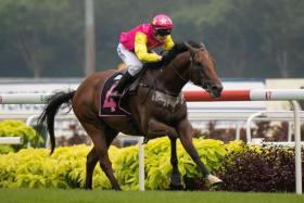 Four-time winner Silent Is Gold stands out in a small Class 3 field in Race 7 on Saturday. ST PHOTO: SYAMIL SAPARI
