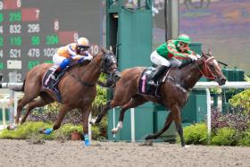 Elliot Ness (apprentice Jamil Sarwi) finishing second to Flying Nemo (Simon Kok) two starts back on April 1. He followed up with an unlucky third on April 23, also with Jamil astride. He will be reunited with his last winning rider, Yusoff Fadzli, in Race 10 on Saturday. ST PHOTO: SYAMIL SAPARI