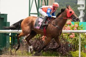 Big Tiger will be racing over his pet distance (Polytrack 1,200m) in Race 11 on Sunday. ST PHOTO: SYAMIL SAPARI
