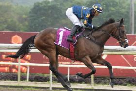 The Daniel Meagher-trained and Lim&#039;s Stable-owned joint highest-rated galloper Lim&#039;s Kosciuszko is The Straits Times Racing Team&#039;s unanimous top pick for the $1 million Group 1 Kranji Mile over 1,600m on Saturday. ST PHOTO: SYAMIL SAPARI
