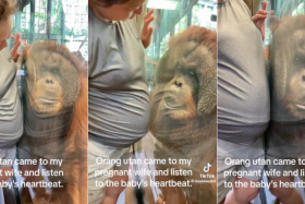 Charlie the orangutan squishes its right ear and cheek against the panel, near where the woman's baby bump is.