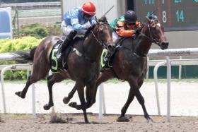 Apprentice jockey Clyde Leck masterfully guiding the Donna Logan-trained May (No. 5) to beat fellow newcomer Toh Guan Treasure (Koh Teck Huat) in Sunday&#039;s $75,000 Restricted Maident event over the Polytrack 1,100m. It was Leck&#039;s first Singapore winner from the second of his seven rides on his first day of riding at Kranji. ST PHOTO: SHAHRIYA YAHAYA
