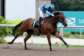 General Command winning one of his four races on the Polytrack with Manoel Nunes astride. ST PHOTO: SHAHRIYA YAHAYA

