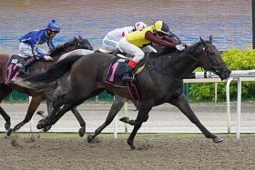 Major King (Manoel Nunes) defying the 58.5kg top impost to land the $70,000 Class 3 event over the Polytrack 1,200m on Sept 9. On Saturday, he gets in with only 52kg but in Class 2.
