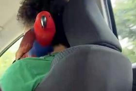 The driver tried to calm his pet down during the ride.