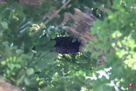 The hive was hidden away in a large tree near the security room of the condo.

