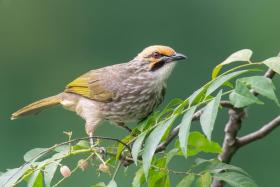 The straw-headed bulbul is one of the most trapped species in the Southeast Asian bird trade.