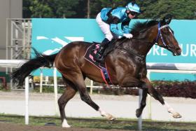 Lord&#039;s Command (Manoel Nunes), a winner of his first two of four starts, looks ready to bounce back in Race 8 at Kranji on Jan 6.