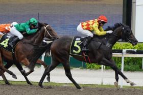 Last-start winner Golden Brown (Manoel Nunes) has maintained his condition and should score again in the last race at Kranji on March 2.


