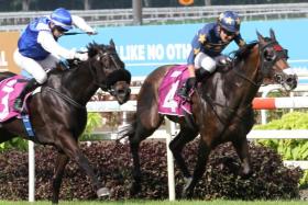 Lim&#039;s Bighorn (Marc Lerner, No. 4) hanging on by a short head from Bakeel (Manoel Nunes), who arrived too late in the Group 2 Singapore Three-Year-Old Classic (1,400m) on April 27.

