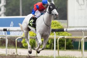 Tim Fitzsimmons' ghostly grey Illustrious is always a sight to behold when he leads all the way at Kranji. The star has dimmed a little, but he will aim to resume winning ways on June 1. The last of his six wins came on May 6, 2023.
