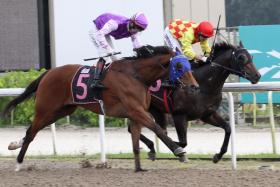 Colonel Son (Zyrul Nor Azman, No. 5) getting up in the nick of time to deny Condor (Vitor Espindola) in the Class 4 Division 2 race (1,000m) on Dec 30, 2023. The Richard Lim-trained galloper is working well on the training track and looks ready to atone for his dismal showing on May 18, when he was well supported but could only finish eighth after racing wide without cover throughout.
