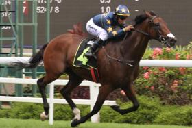 The Daniel Meagher-trained Lim&#039;s Saltoro (Bruno Queiroz) taking out the Kranji Stakes A race over 1,200m on May 18. He will have Marc Lerner in the saddle when he steps out for the Group 3 Silver Bowl (1,400m) on June 9.
