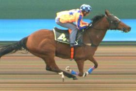 The Donna Logan-trained Axel (Chong Shin Wah) scoring a smart win at the barrier trials at Kranji on June 18.
