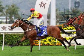 California Spangle (Brenton Avdulla) landing the Group 1 Queen’s Silver Jubilee Cup (1,400m) at Sha Tin on March 10. The Tony Cruz-trained galloper has solid claims in the Group 3 Premier Cup (1,400m) at Sha Tin on June 23.