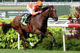 Pacific Vampire is working well on the training track and looks ship-shape to tackle his eight rivals in the Class 3 1,200m turf event on June 30.