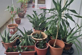 The Yangs&#039; potted plants on the left (tied with red string) and Ms Angela&#039;s on the right. 