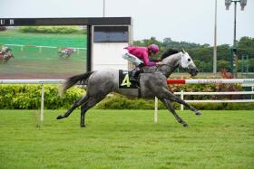 Boardroom, with jockey Bernardo Pinheiro in the saddle, cruising to an easy win in a Novice 1,400m contest on June 22. The handsome grey looked impressive in a 39.6sec spin over 600m on July 23. 
