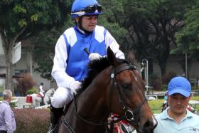 Manoel Nunes has ridden Ghalib to all his seven wins, but an eighth in the Group 1 Lion City Cup (1,200m) on July 28 will take the cake.
